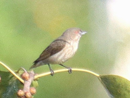 květozob tlustozobý - ML645246684