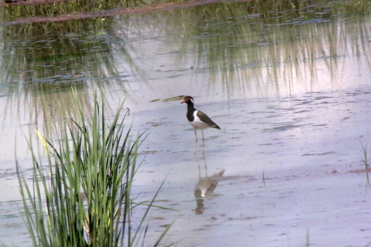 čejka černoprsá - ML645246685