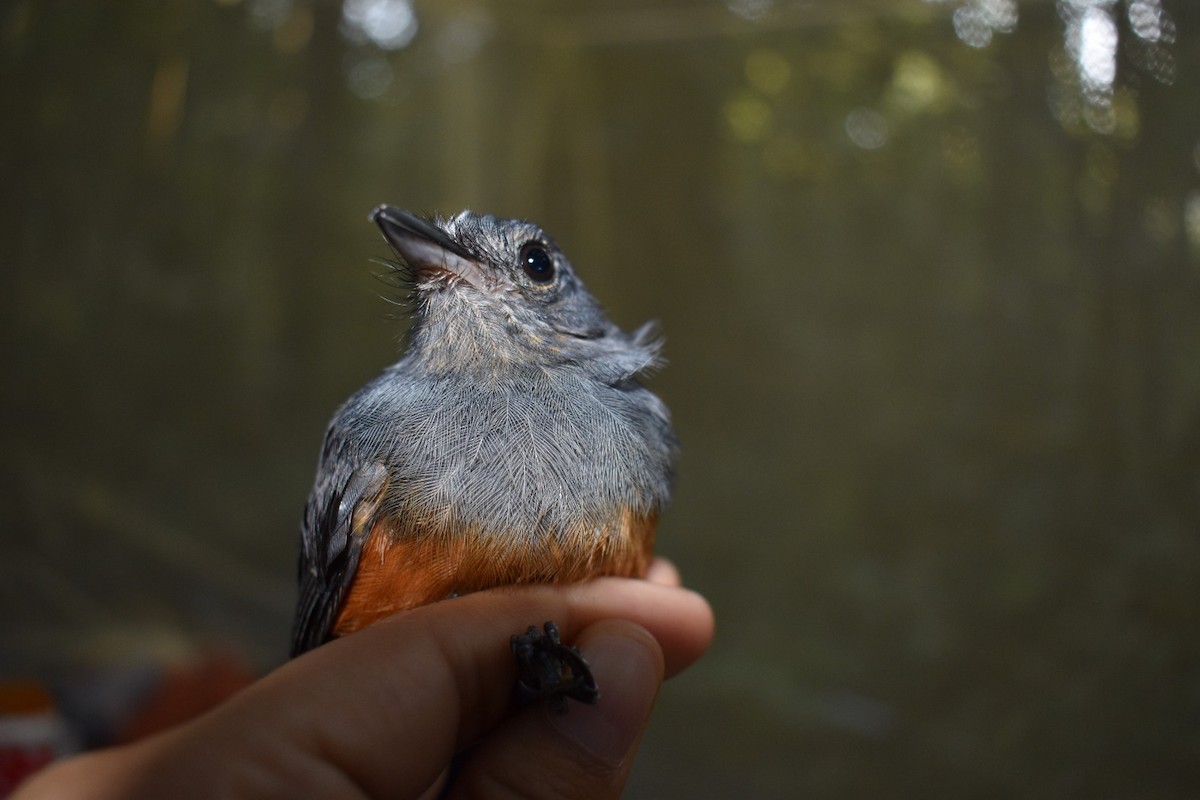 Bluish-slate Antshrike - ML645246686