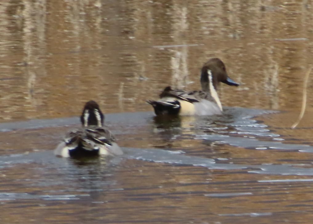 ostralka štíhlá - ML645246687