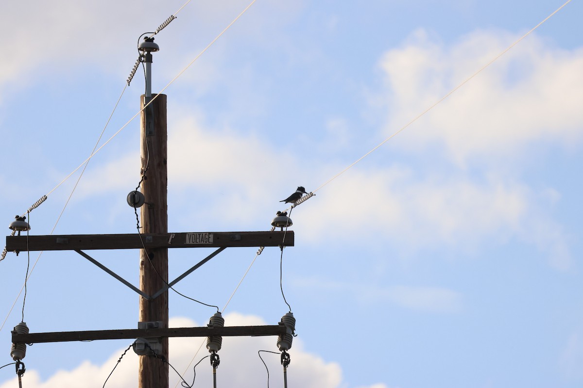 rybařík pruhoprsý - ML645246688