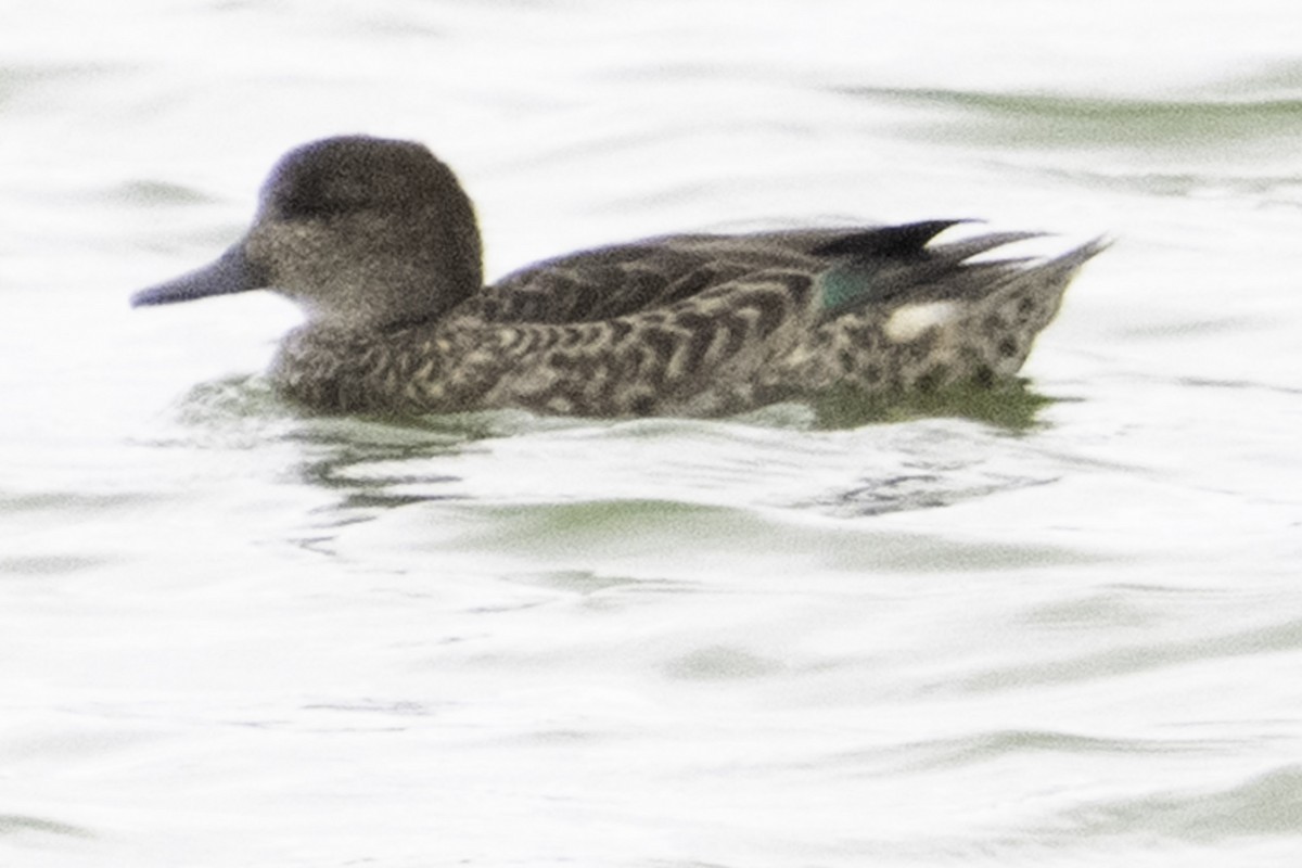 čírka obecná - ML645246689