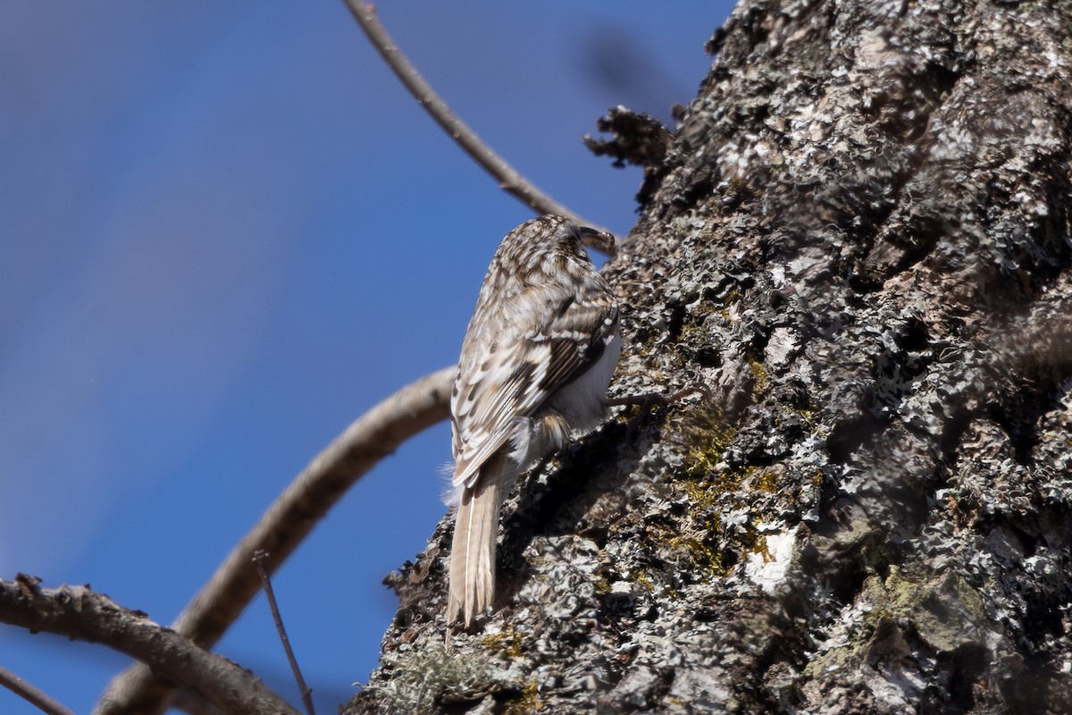 šoupálek dlouhoprstý - ML645246690