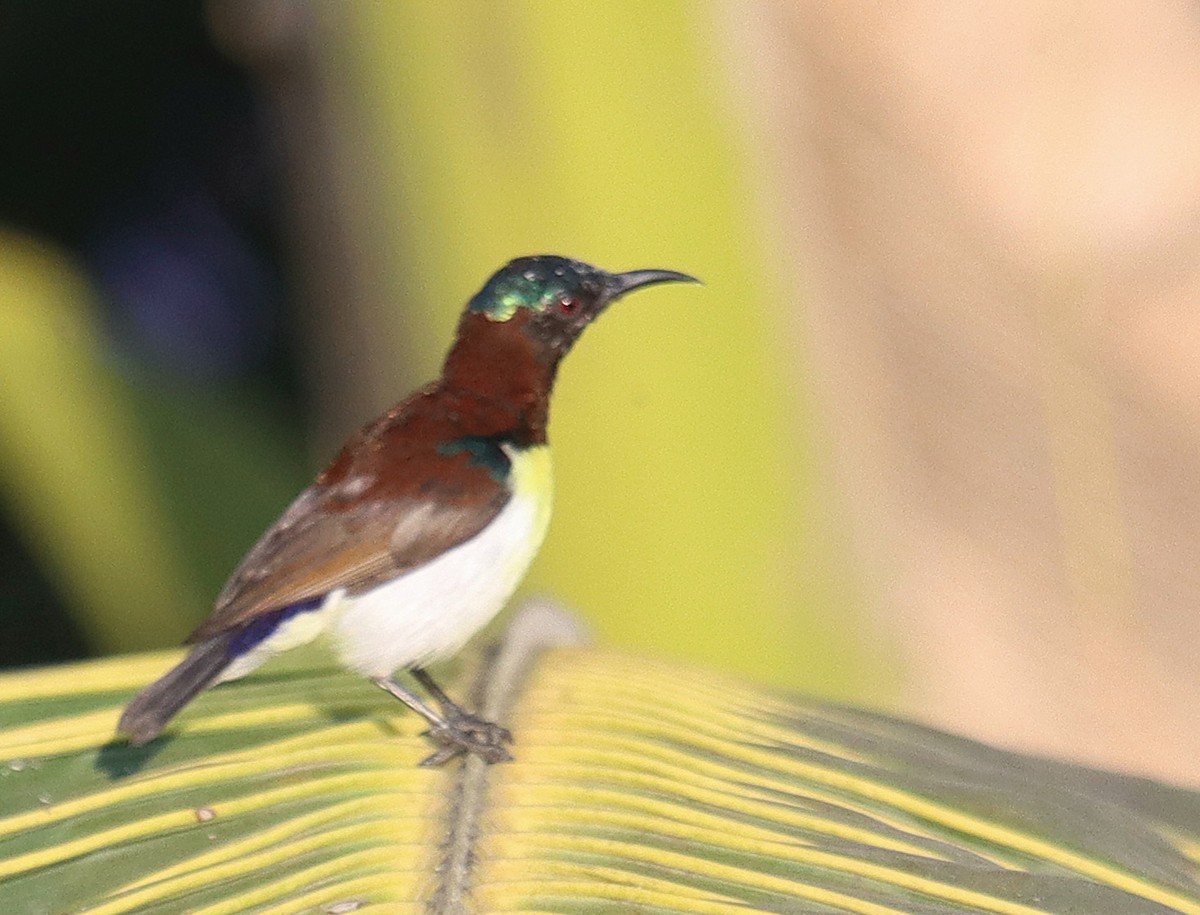 strdimil srílanský - ML645246691