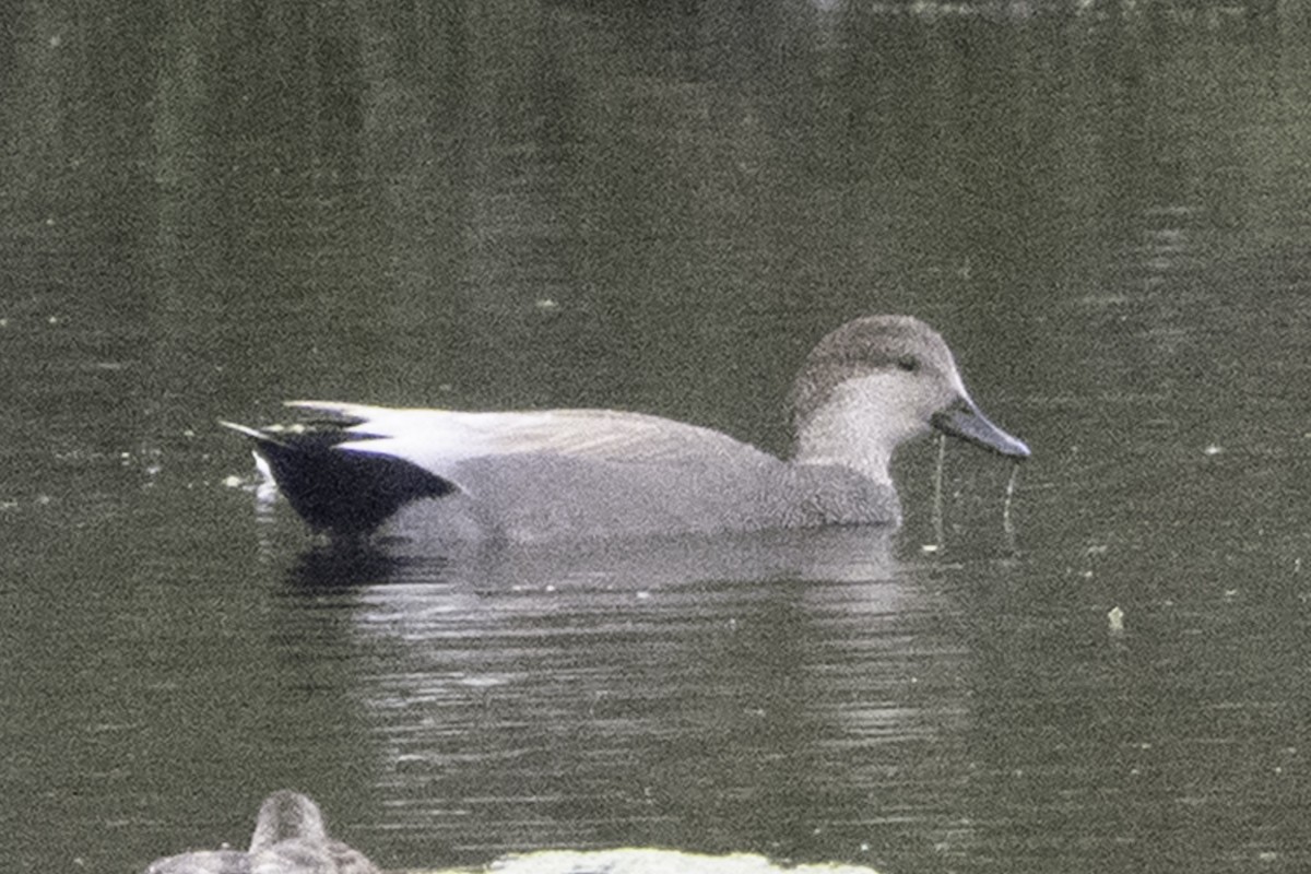 kopřivka obecná - ML645246692