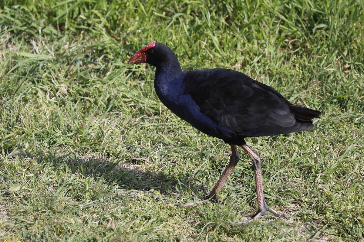 slípka australasijská - ML645246693