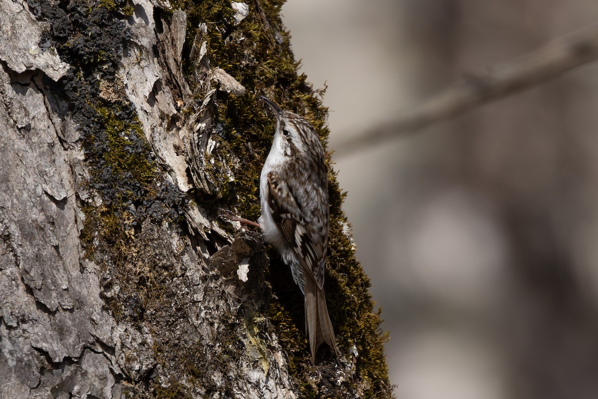 šoupálek dlouhoprstý - ML645246694