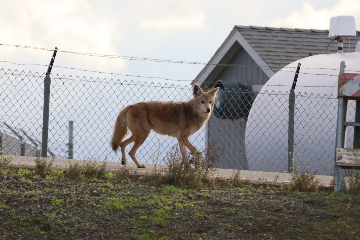 Coyote - ML645246708