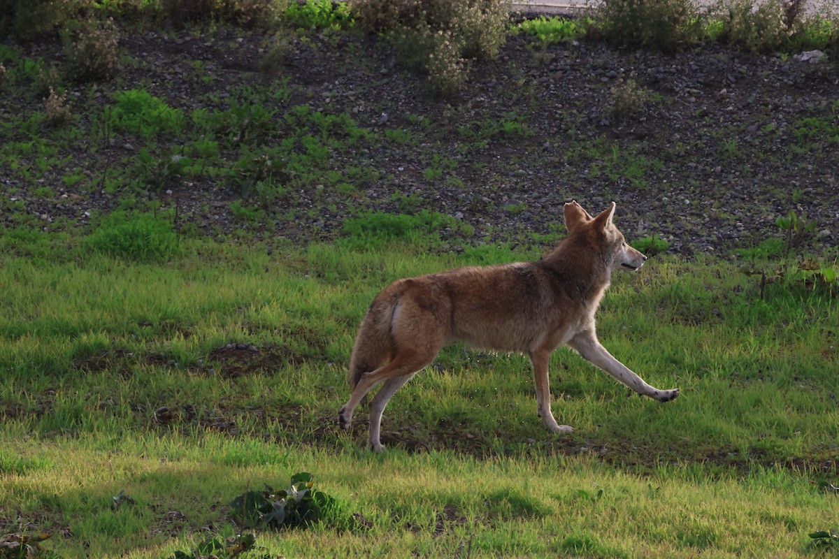 Coyote - ML645246709