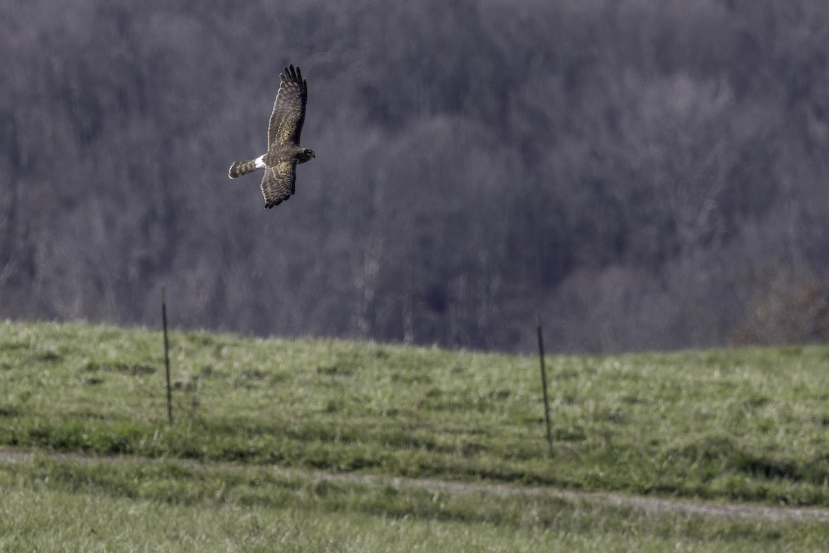Лунь американський - ML645246711