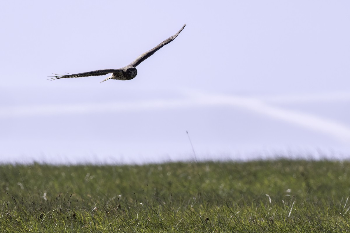 Лунь американський - ML645246712