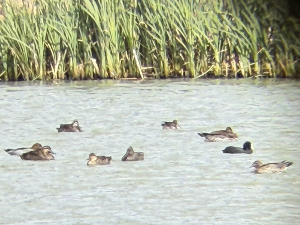 Freckled Duck - ML645246718