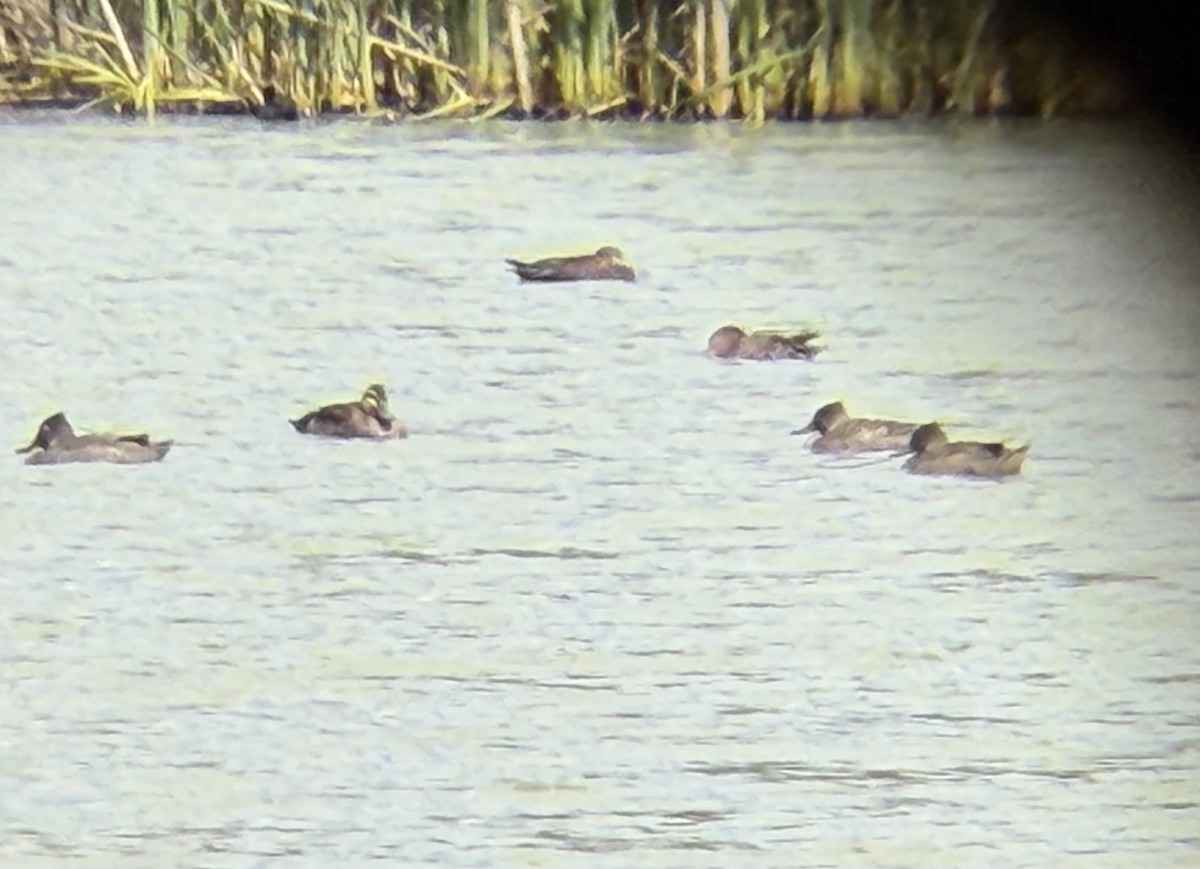 Freckled Duck - ML645246719