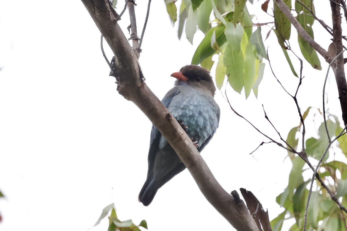 Дорнын эрдэнийн шувуу - ML645246732