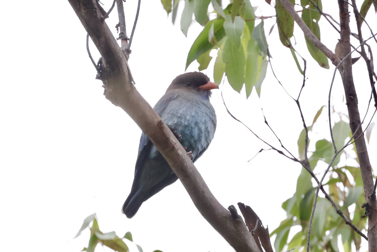 Дорнын эрдэнийн шувуу - ML645246733