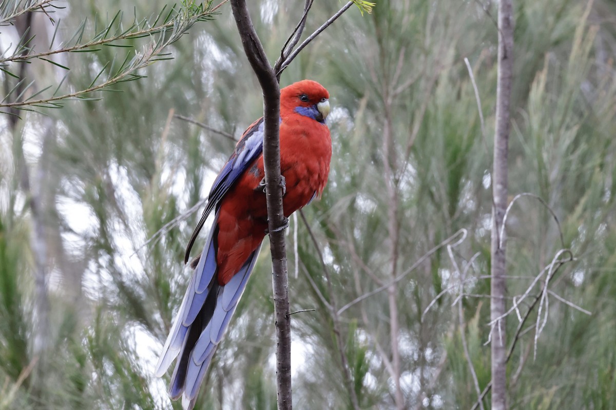 Crimson Rosella - ML645246736