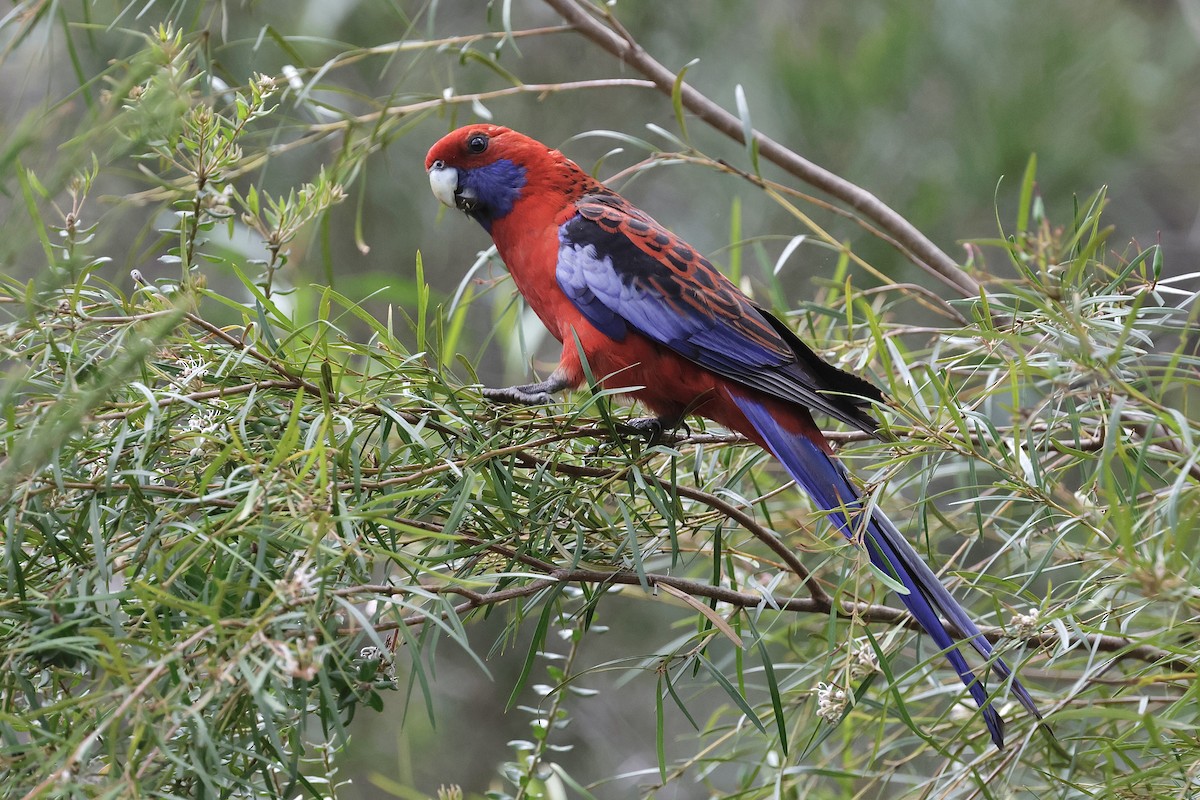 Crimson Rosella - ML645246737
