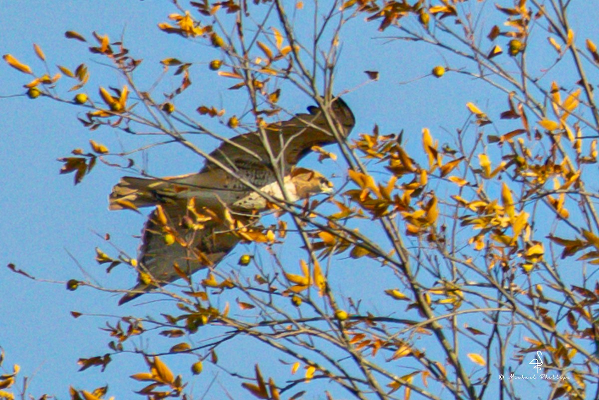 Red-tailed Hawk - ML645246740