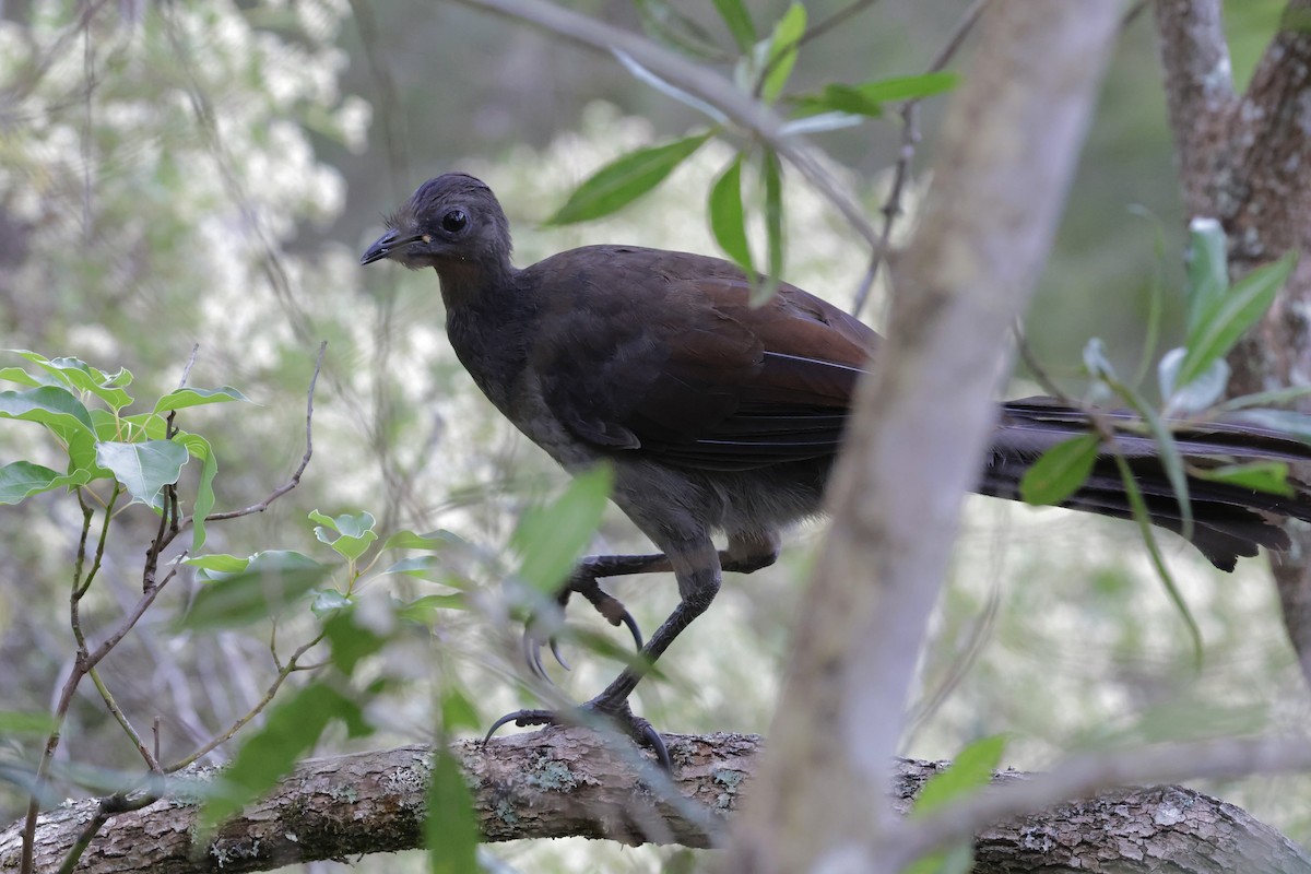 Superb Lyrebird - ML645246741