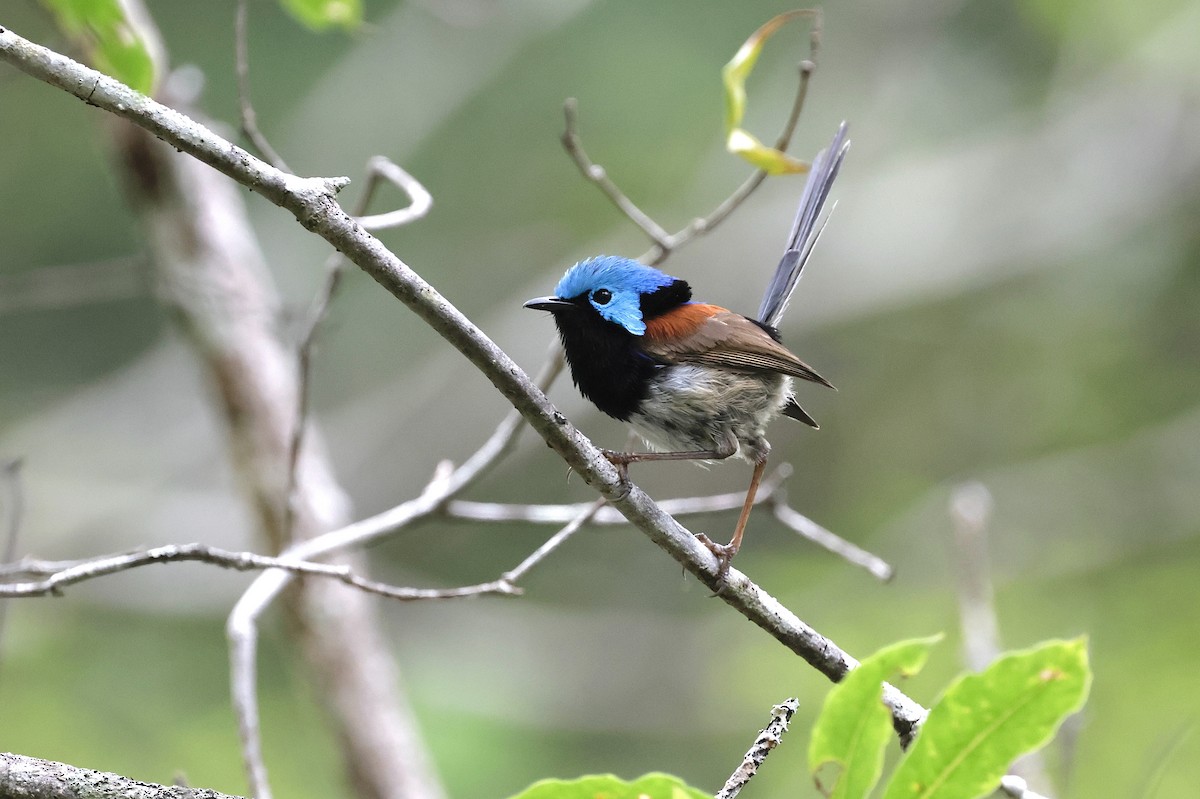 Variegated Fairywren - ML645246752