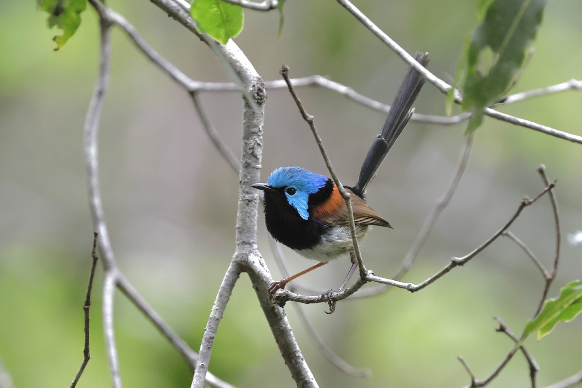 Variegated Fairywren - ML645246753