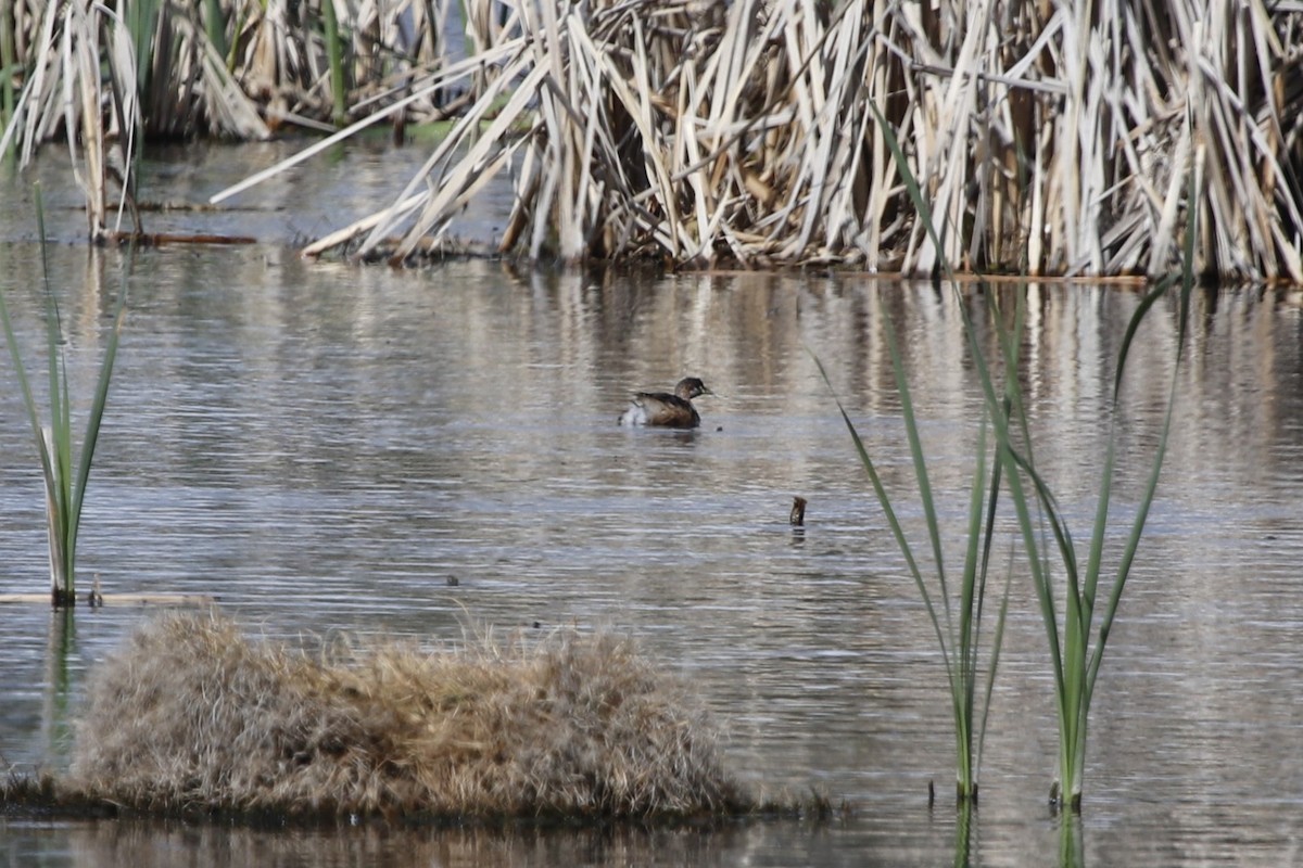 Australasian Grebe - ML645246758