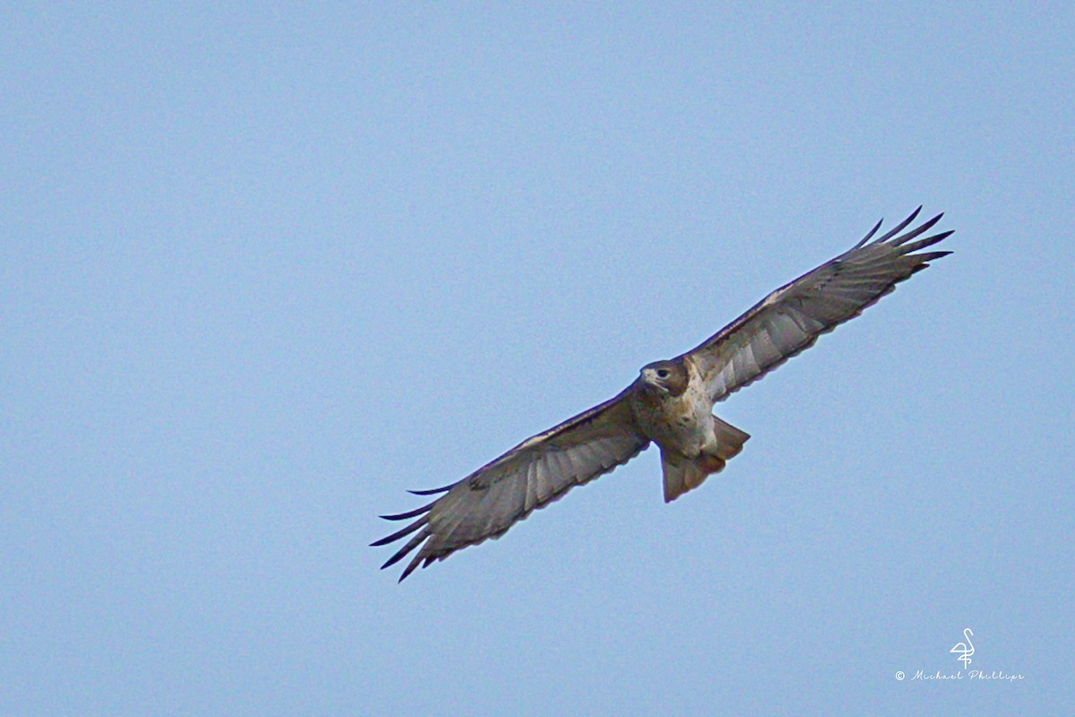 Red-tailed Hawk - ML645246761