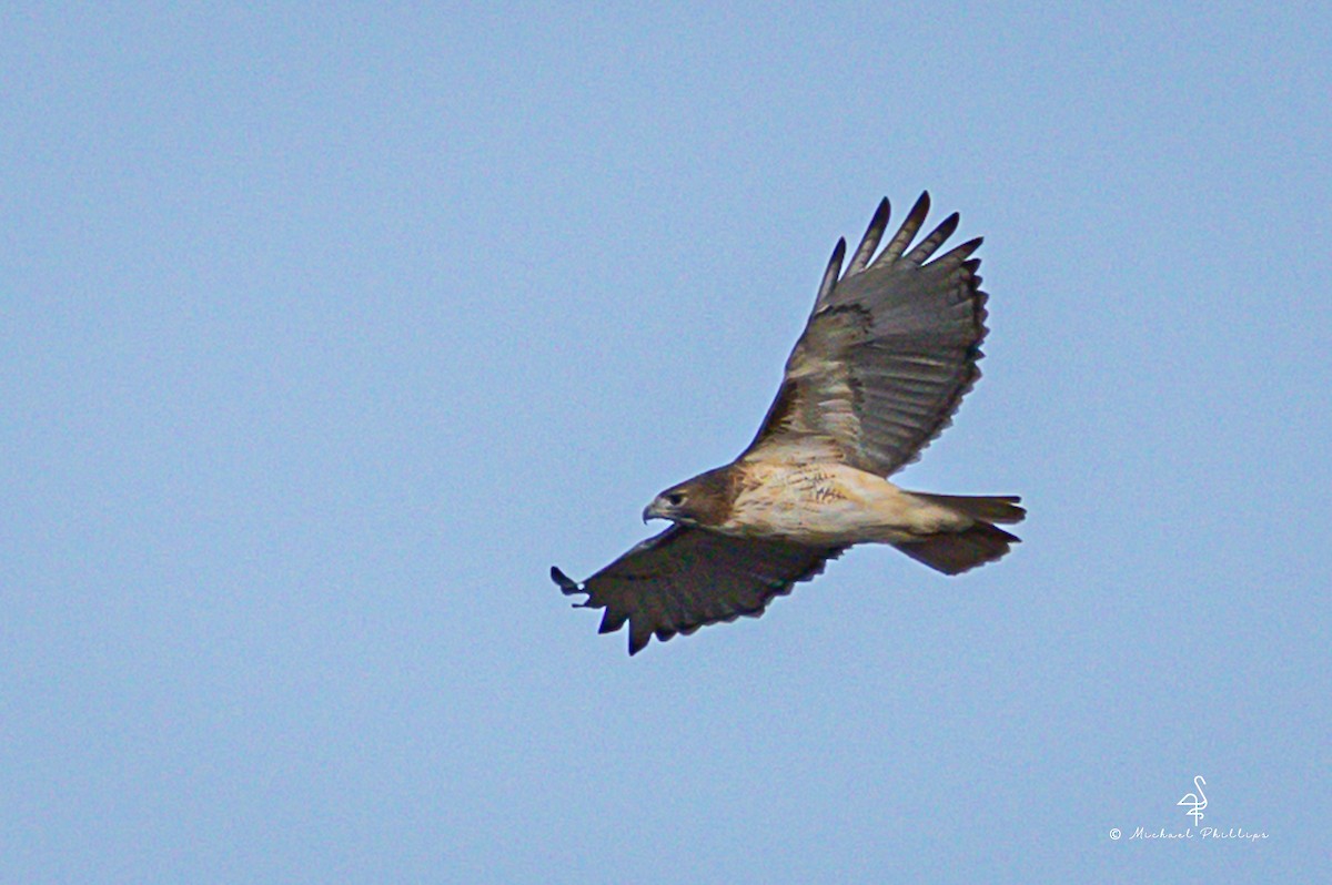 Red-tailed Hawk - ML645246762