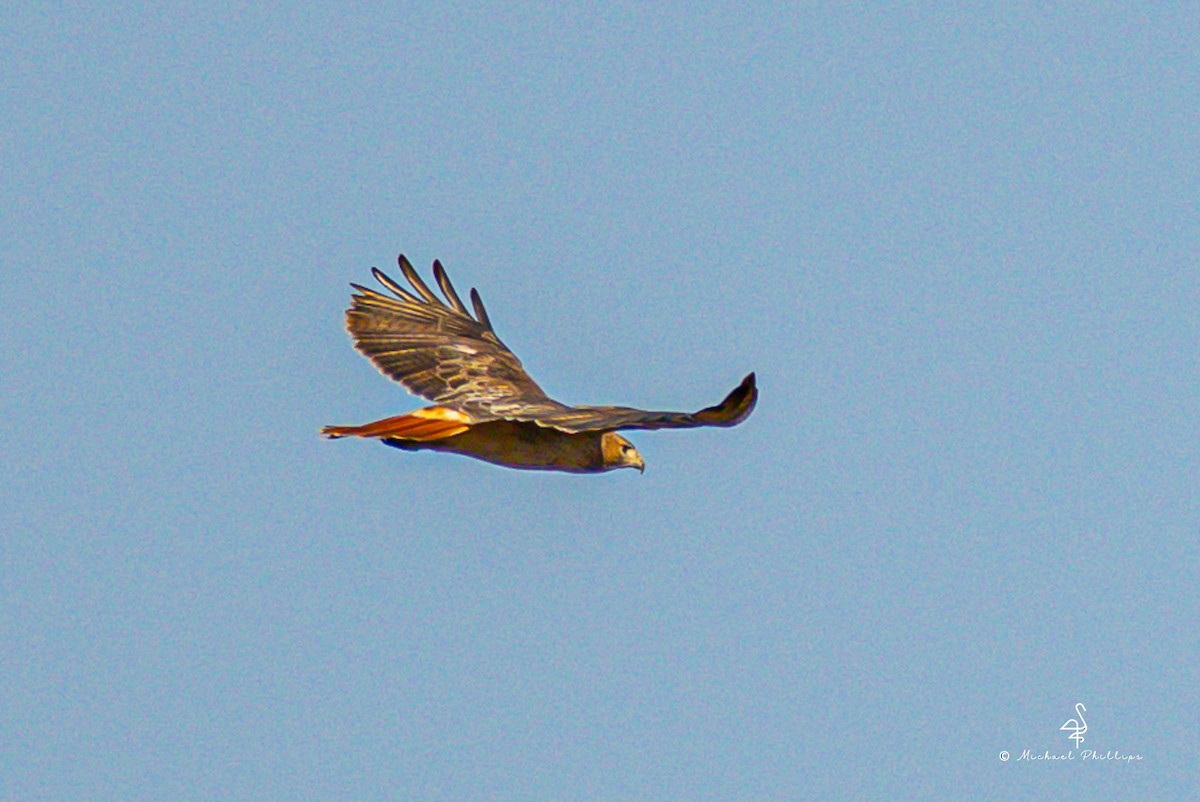 Red-tailed Hawk - ML645246763