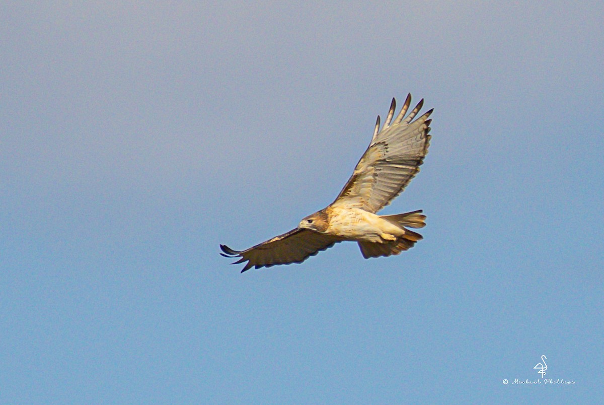 Red-tailed Hawk - ML645246764