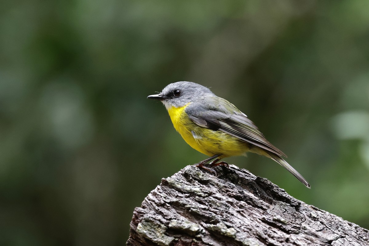 lejsčík žlutý - ML645246770