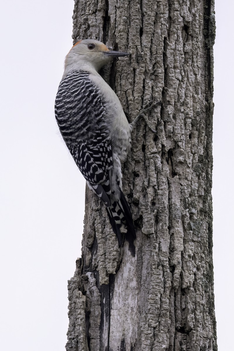 datel karolínský - ML645246771