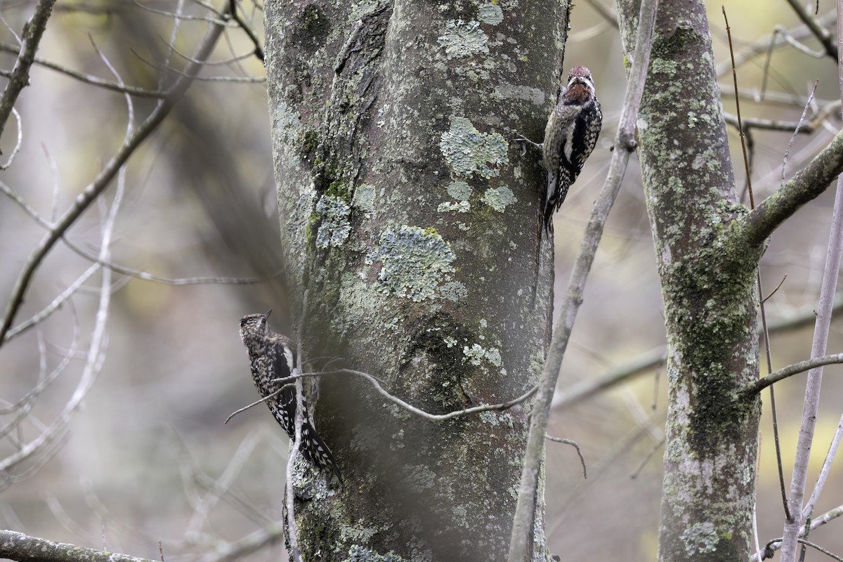 datel rudohrdlý - ML645246773