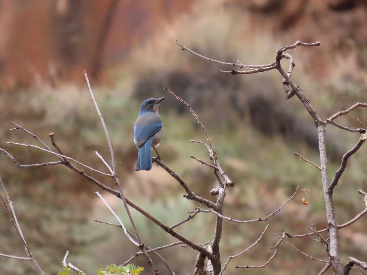 Woodhouse's Scrub-Jay - ML645246777