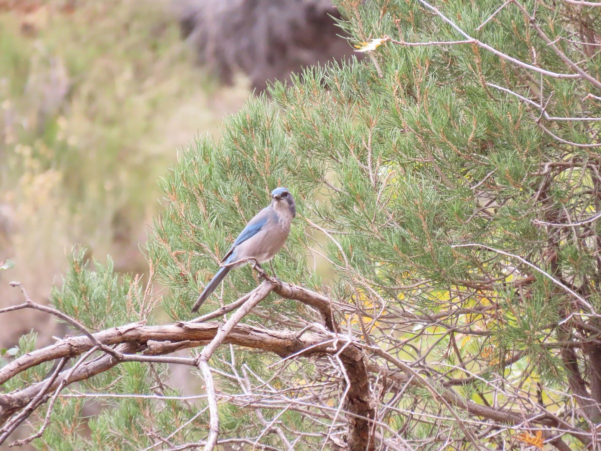 Woodhouse's Scrub-Jay - ML645246778