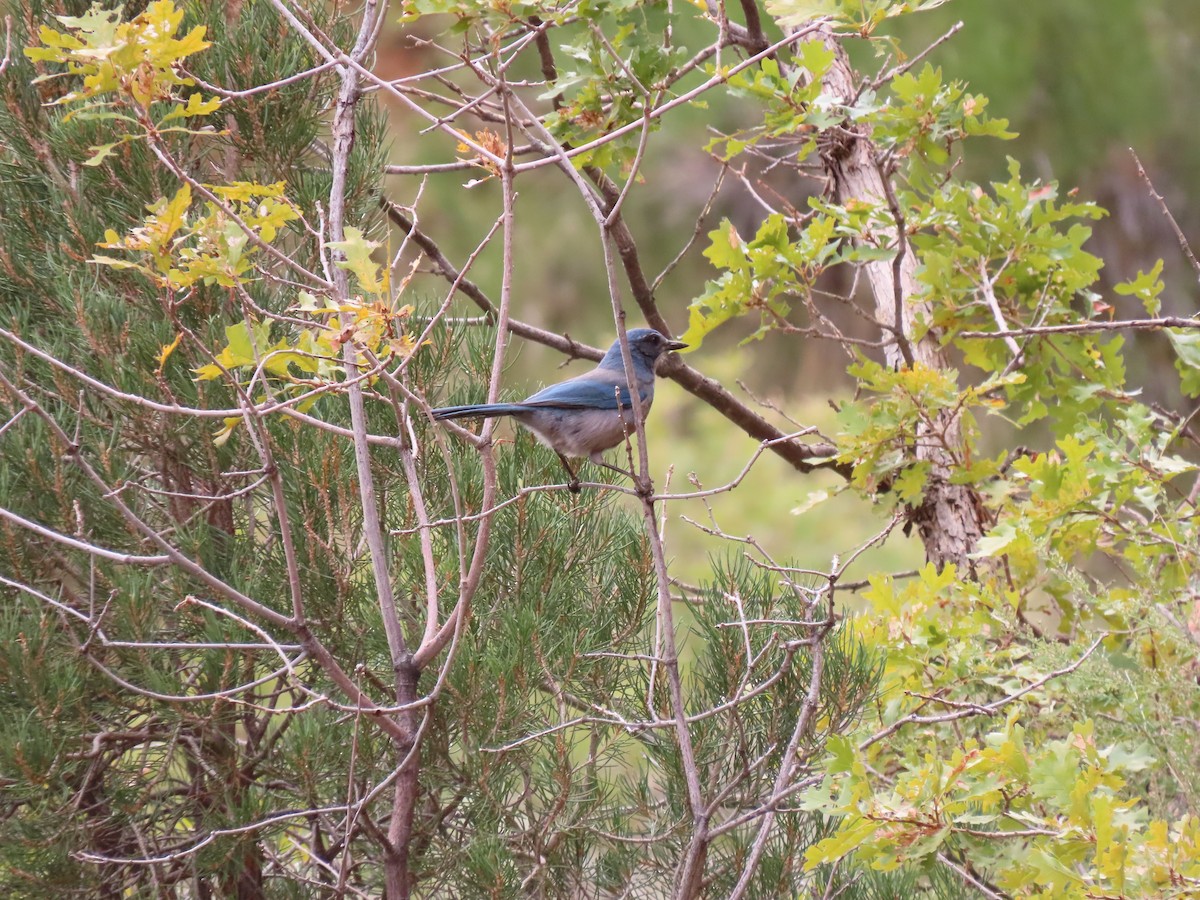 Woodhouse's Scrub-Jay - ML645246779