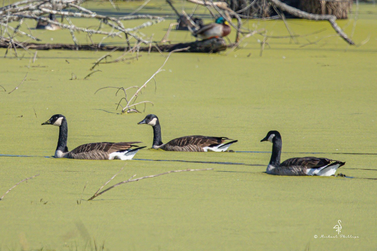 Barnacla Canadiense Grande - ML645246792