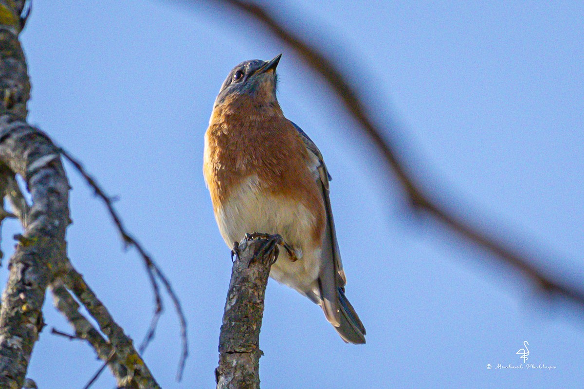 Блакитник східний - ML645246805