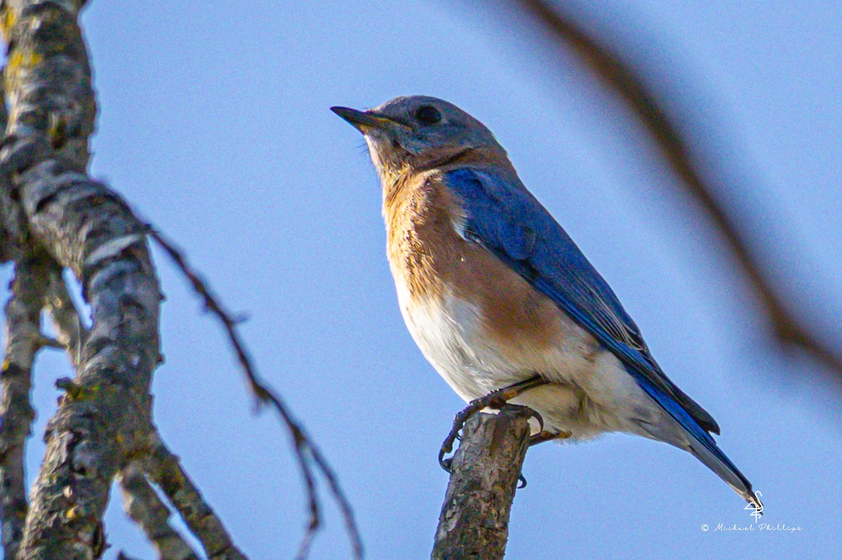 Блакитник східний - ML645246806