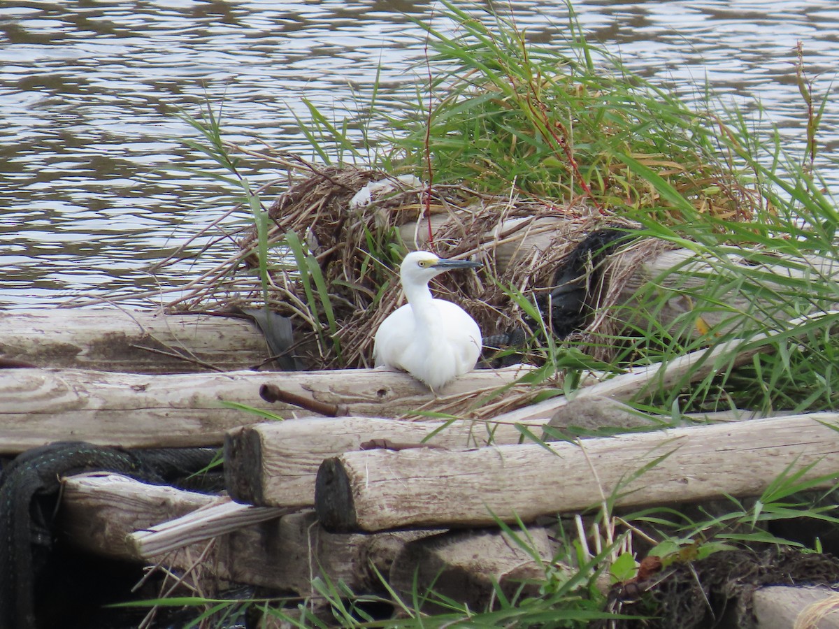 Little Egret - ML645246808