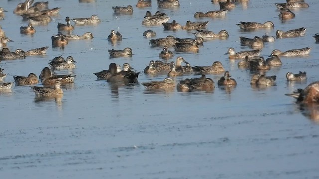 Schnatterente - ML645246830