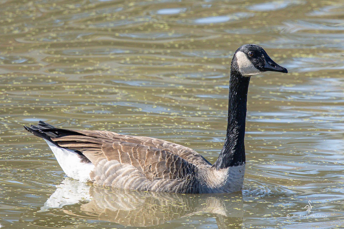 Barnacla Canadiense Grande - ML645246831