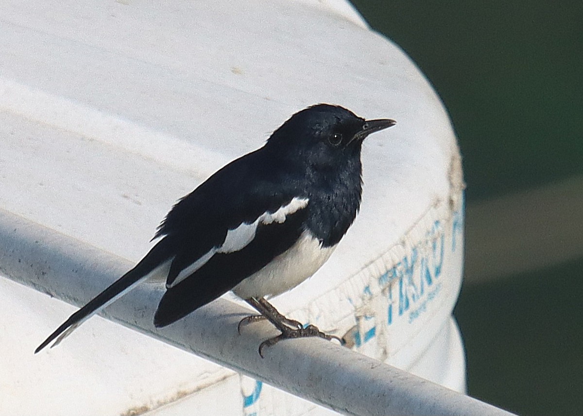 Oriental Magpie-Robin - ML645246838