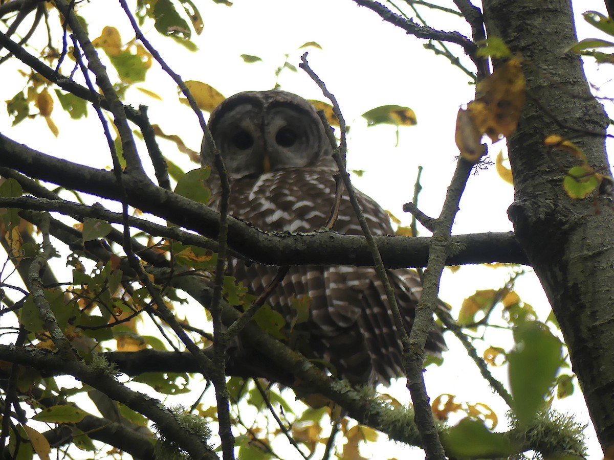 Barred Owl - ML645246839