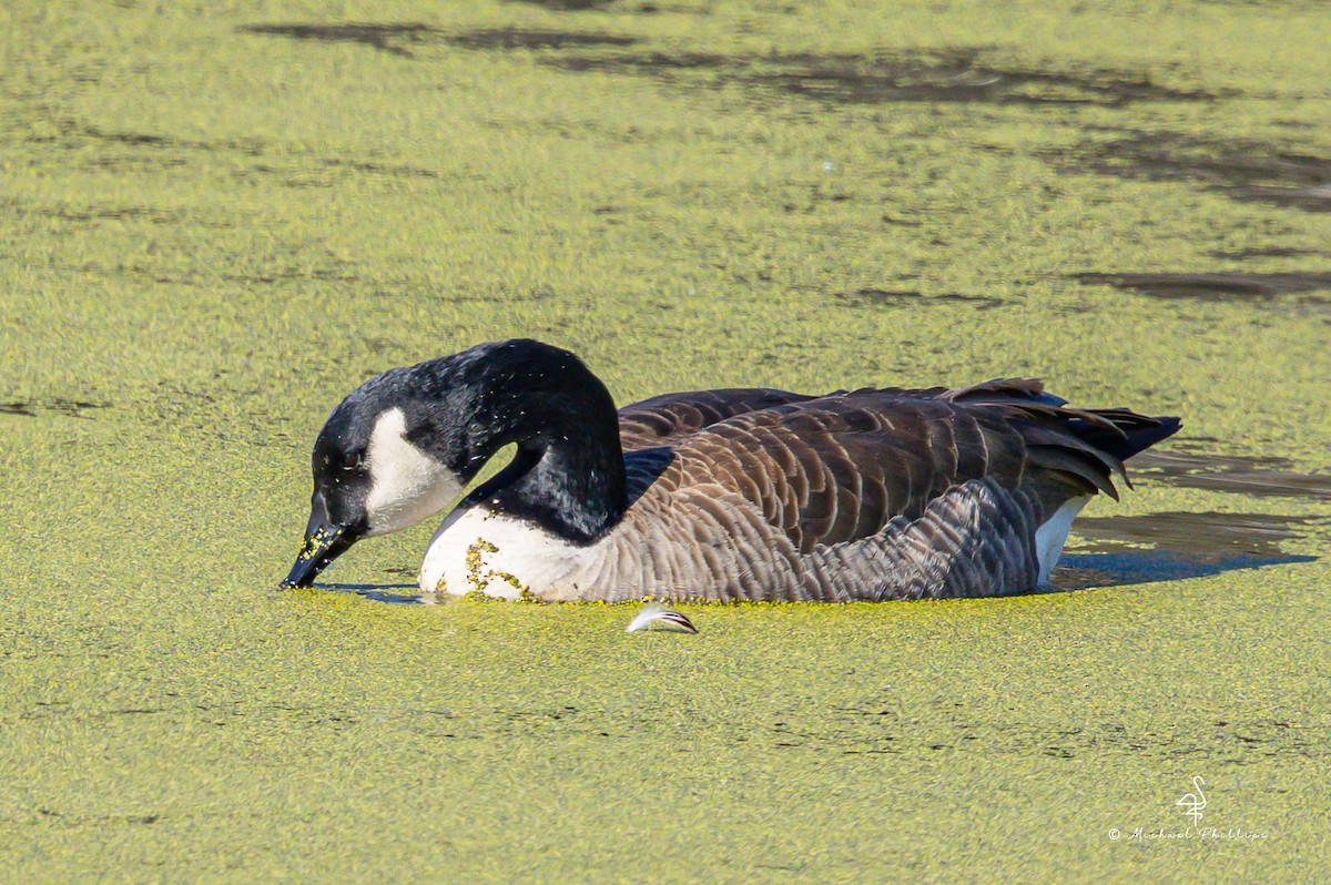 Barnacla Canadiense Grande - ML645246852