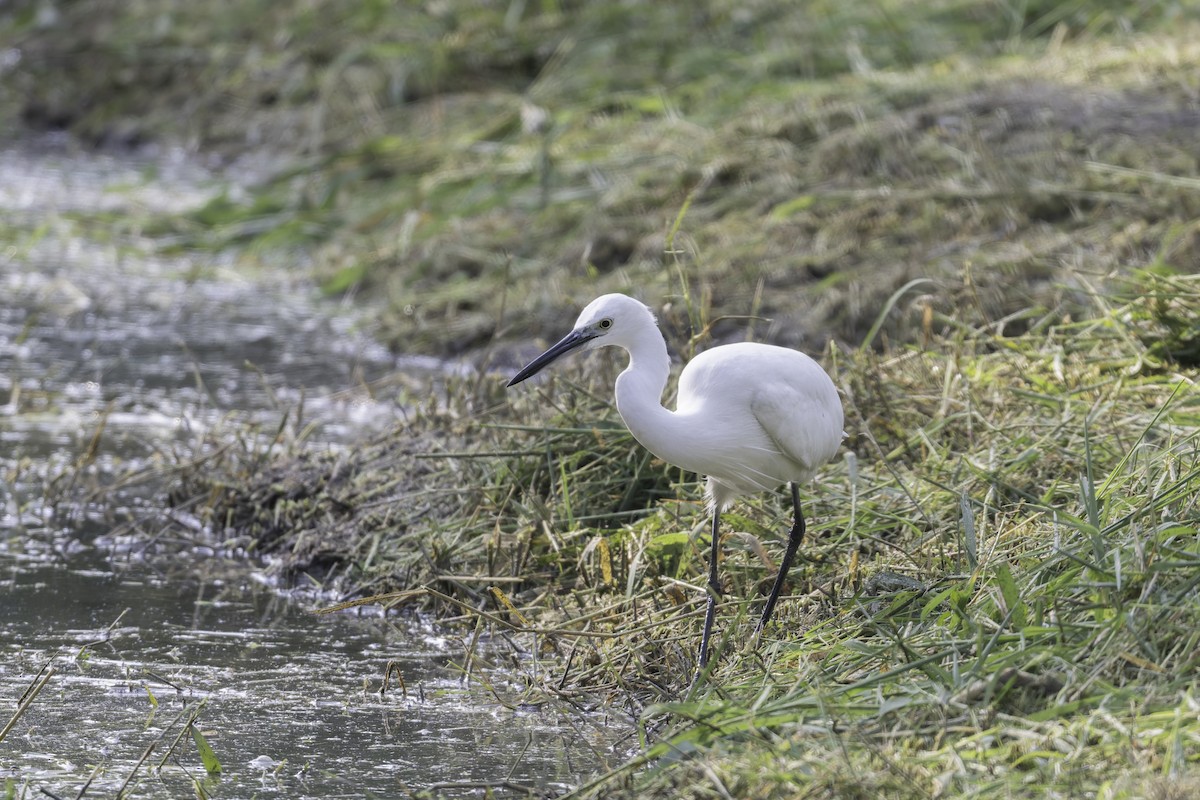 Little Egret - ML645246854