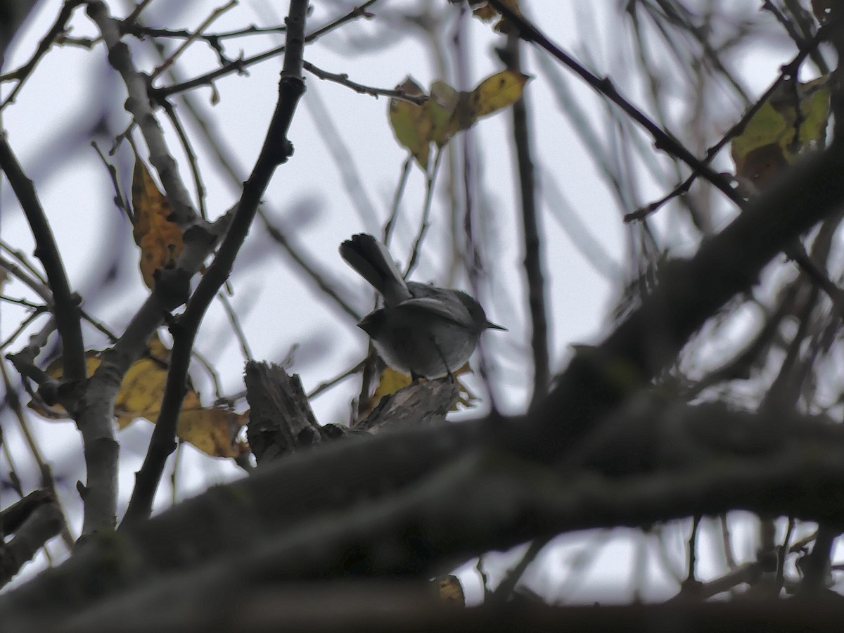 Perlita Grisilla - ML645246859