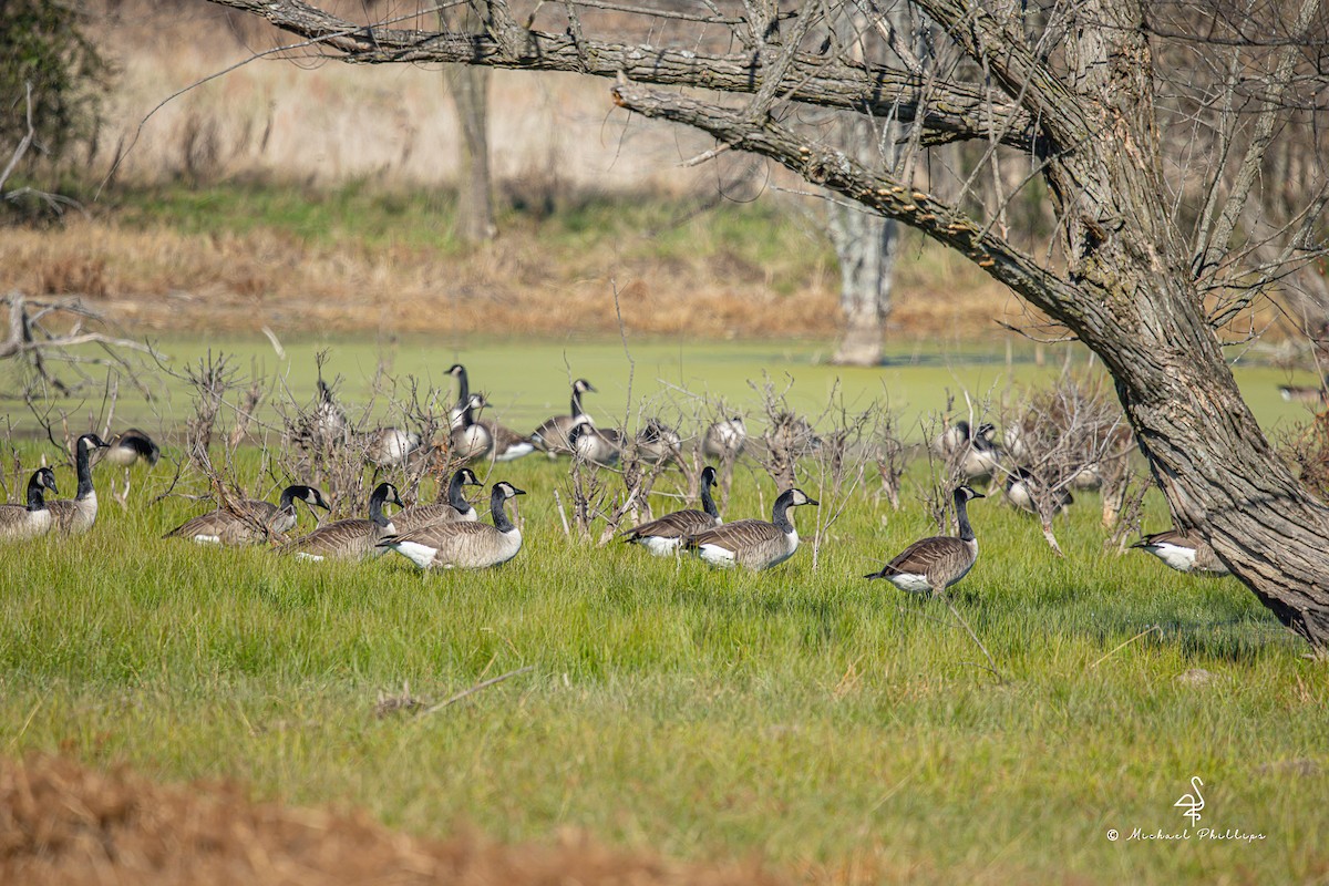Barnacla Canadiense Grande - ML645246872