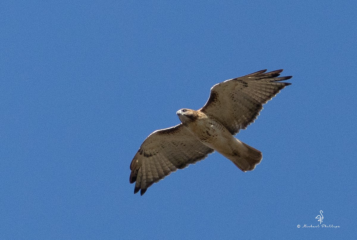 Red-tailed Hawk - ML645246874