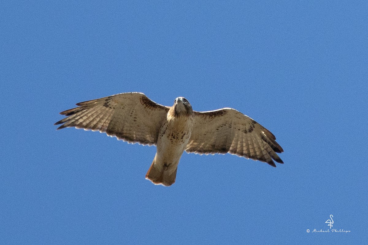 Red-tailed Hawk - ML645246875